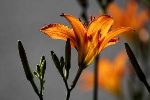 萱草花（降B调）